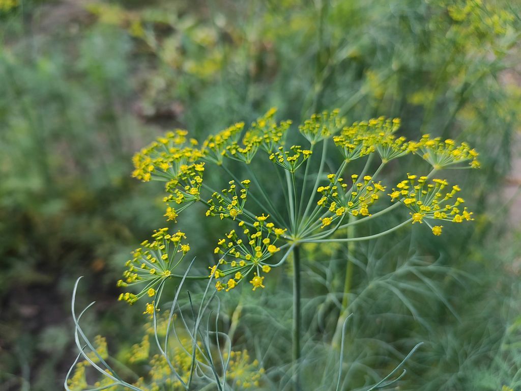 El eneldo (‘Anethum graveolens’) atrae sírfidos y avispas parasitoides, dos grandes aliados del jardín que contribuyen al control natural de pulgones y determinadas orugas