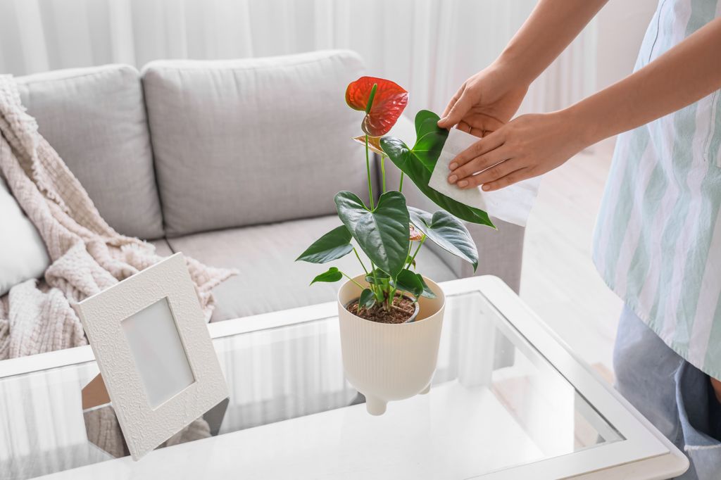 Limpiar las hojas del anturio favorece su buena salud y que luzca espectacular