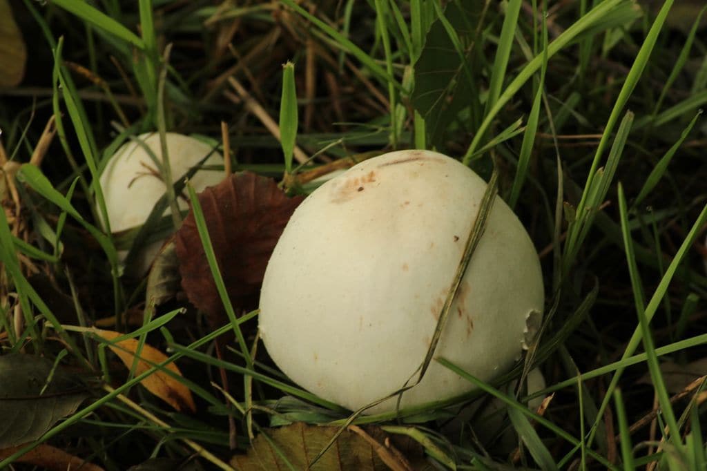 Champiñón silvestre.