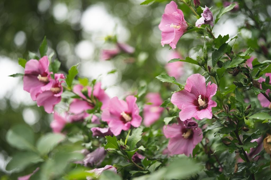Hibisco