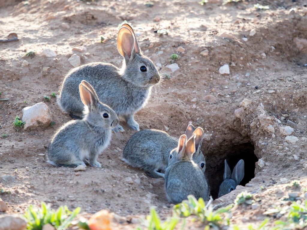 Los conejos y las liebres no transmiten directamente la leishmaniosis, pero pueden actuar como reservorios naturales del parásito y favorecer su permanencia en el entorno