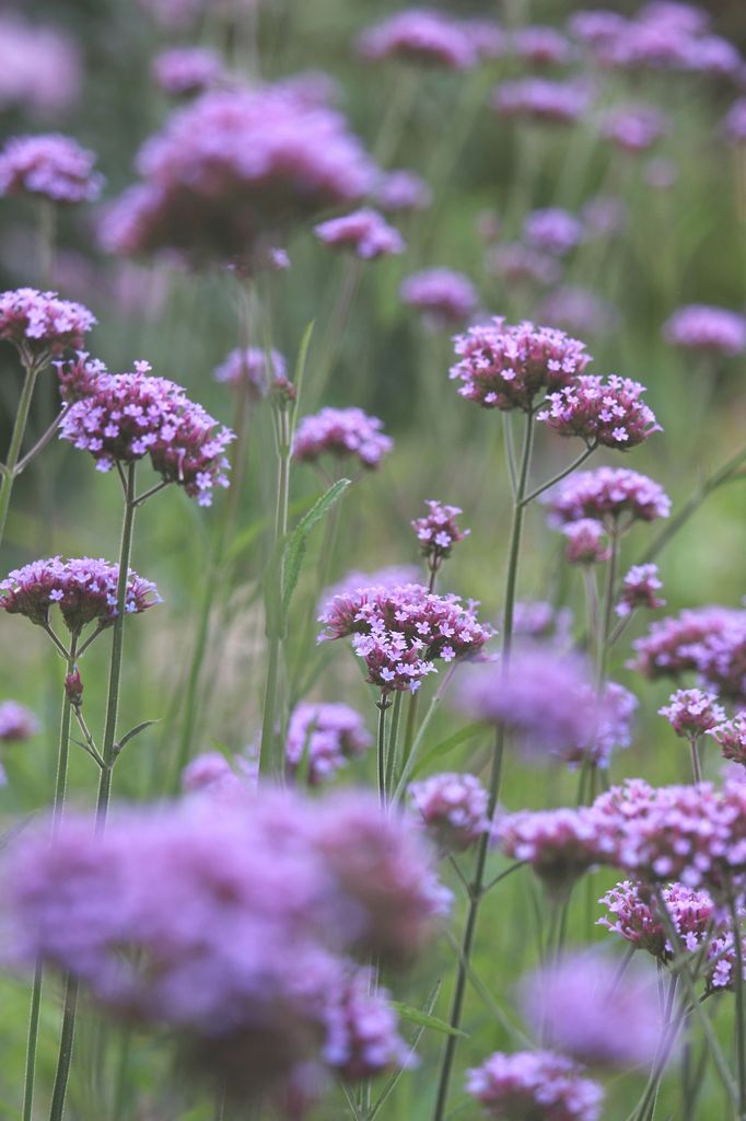 Verbena. 