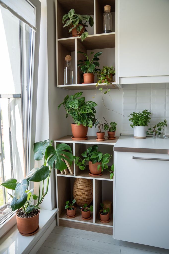 Cocina con plantas