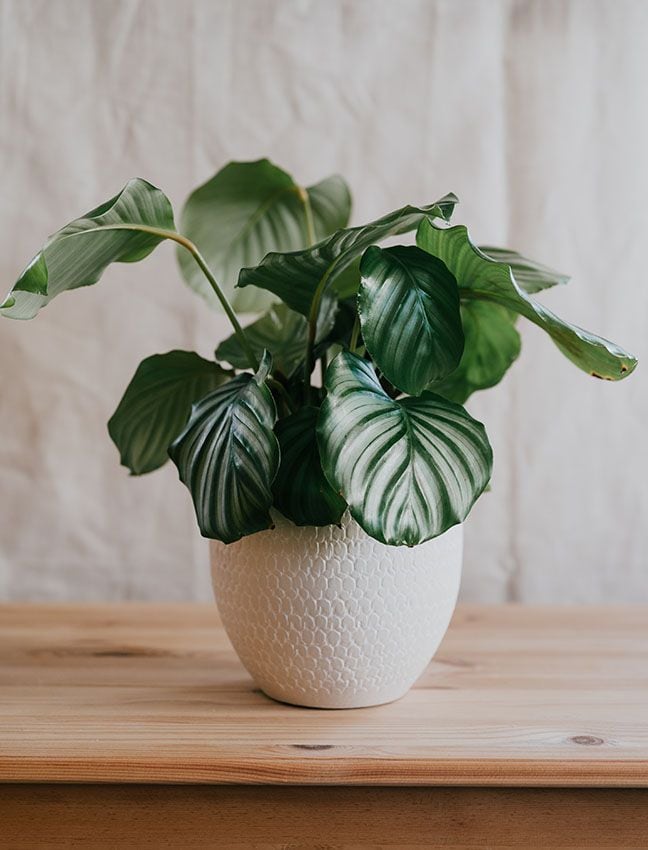 plantas interior poca luz 1