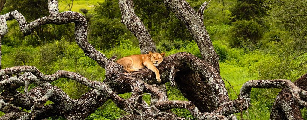 HOVIAJES Tanzania