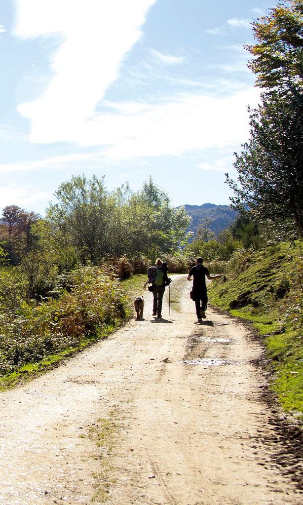 El bosque de Peloño