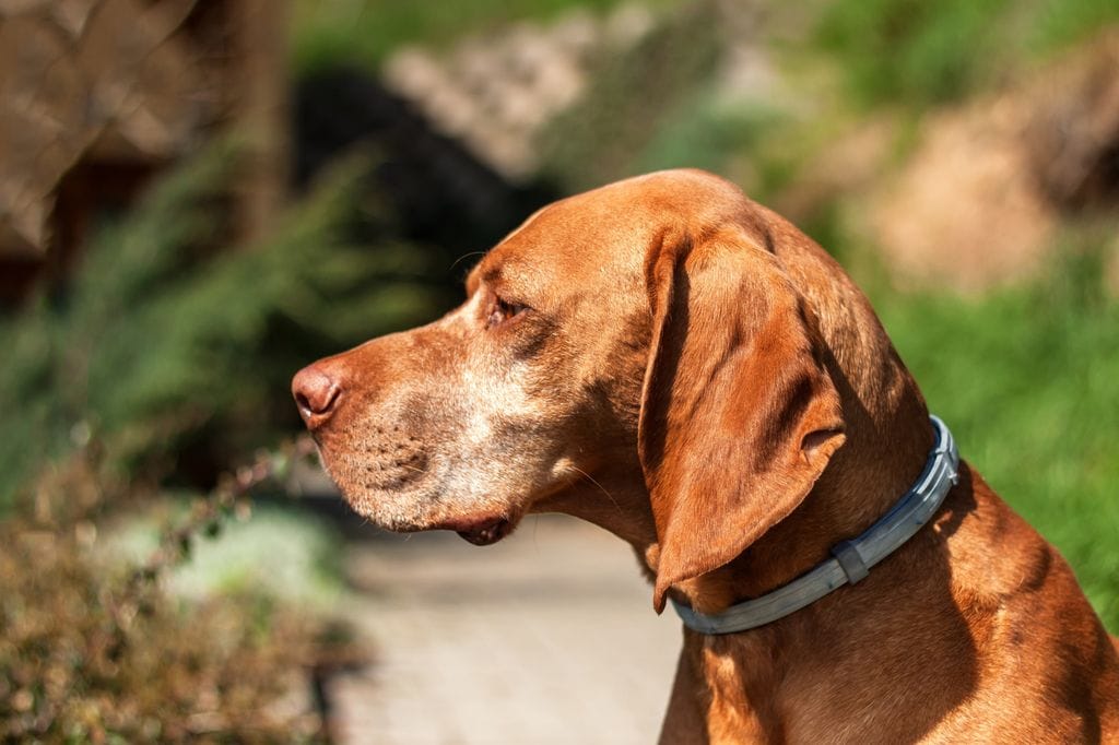 perro con collar antiparasitario 