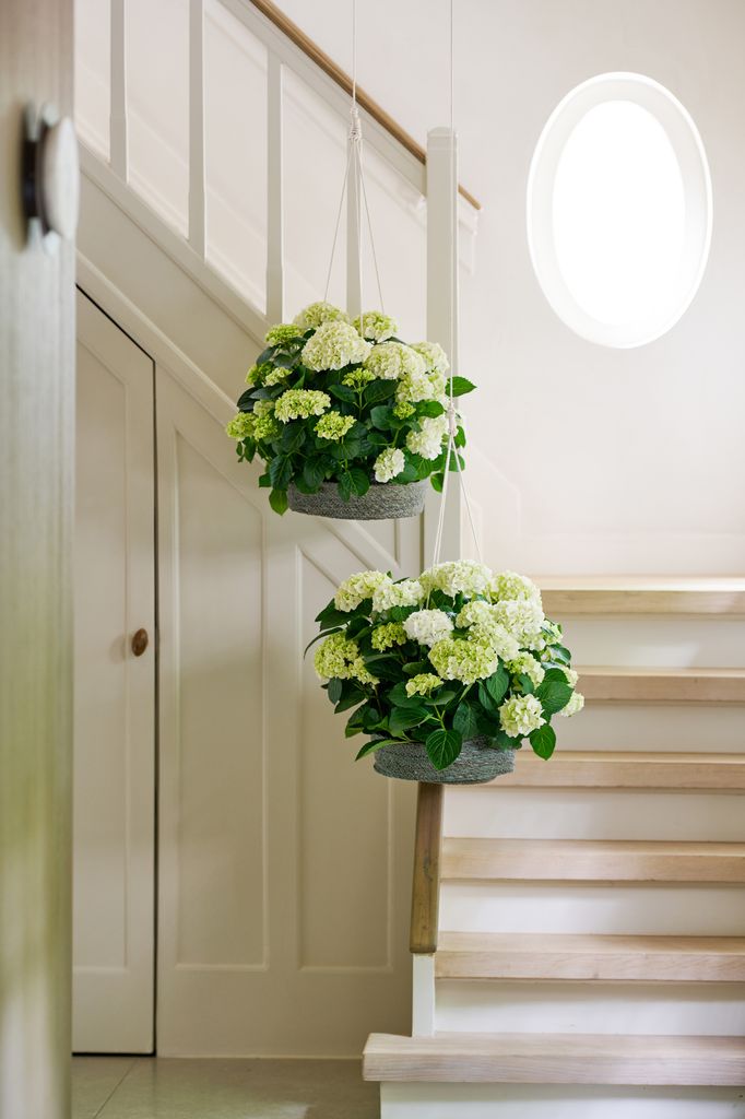 Hortensias en cestas colgantes
