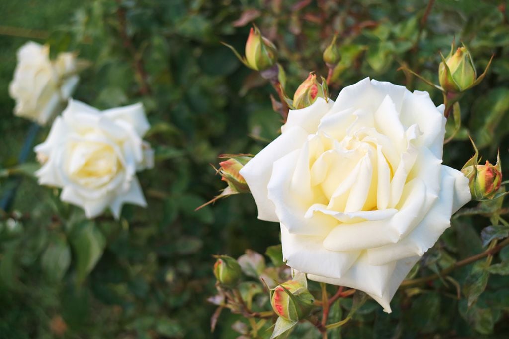 Rosas blancas