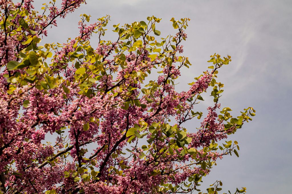 Árbol del amor (‘Cercis siliquastrum’) en flor, en la estación primaveral