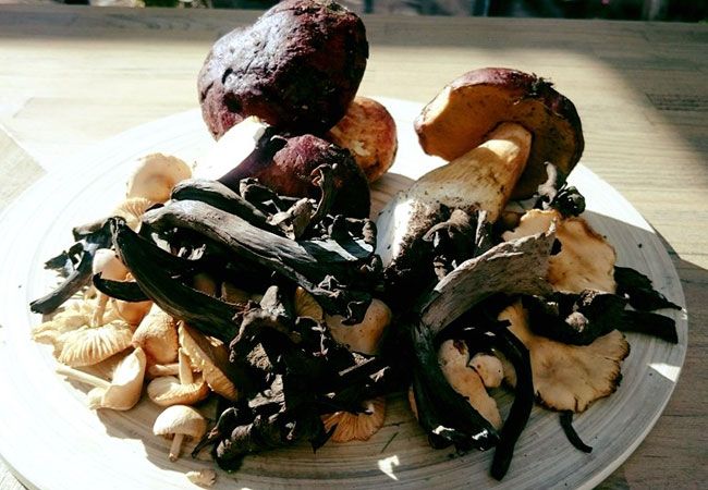 Varios tipos de setas en un plato, incluyendo algunas secas y otras frescas.