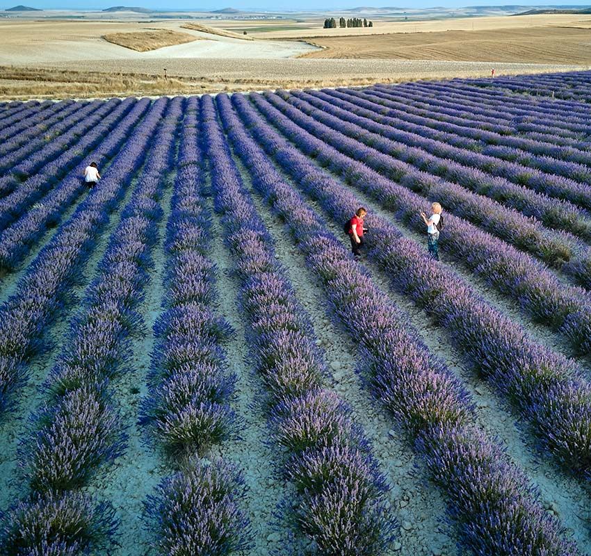 Campos de lavanda en Tiedra, Valladolid