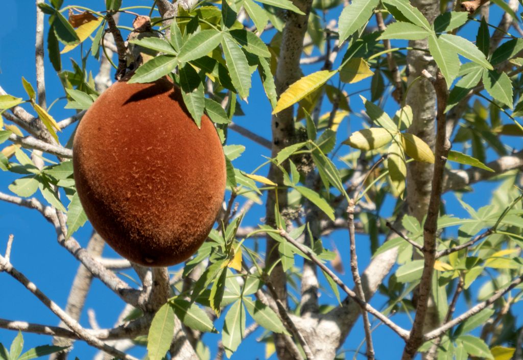 El fruto del baobab tiene una cáscara aterciopelada y un tamaño similar al de un coco. Es el único fruto que se seca en el propio árbol.