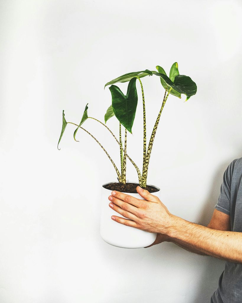 Planta cebra