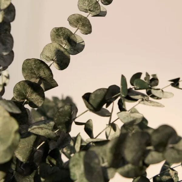 Eucalipto preservado Maia Shop