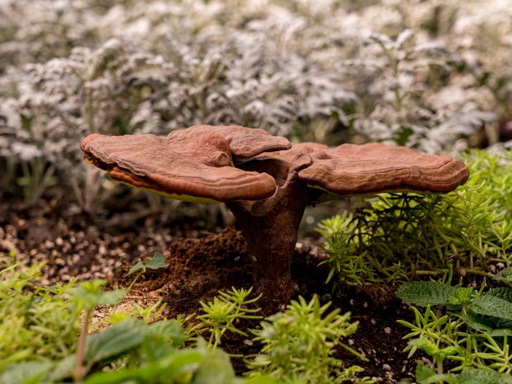 El reishi es uno de los adaptógenos más populares.