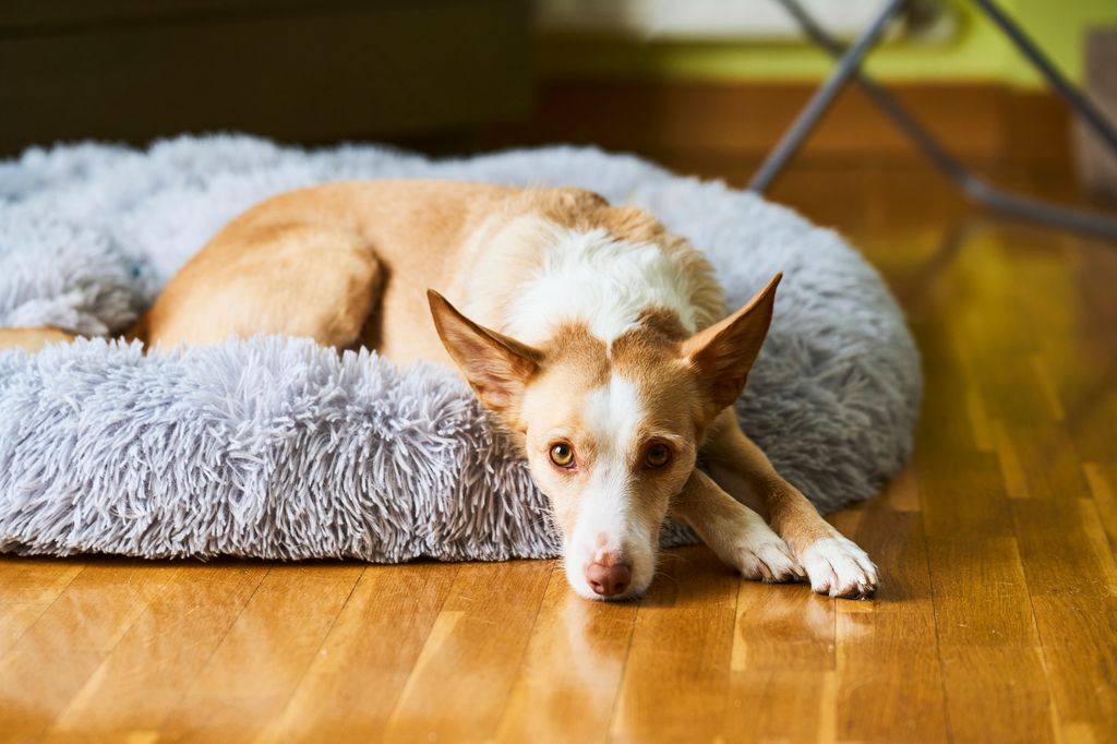 Una opción intermedia es colocar una camita junto a la cama: el perro sigue durmiendo cerca de su dueño, pero cada uno conserva su espacio y se reducen posibles riesgos