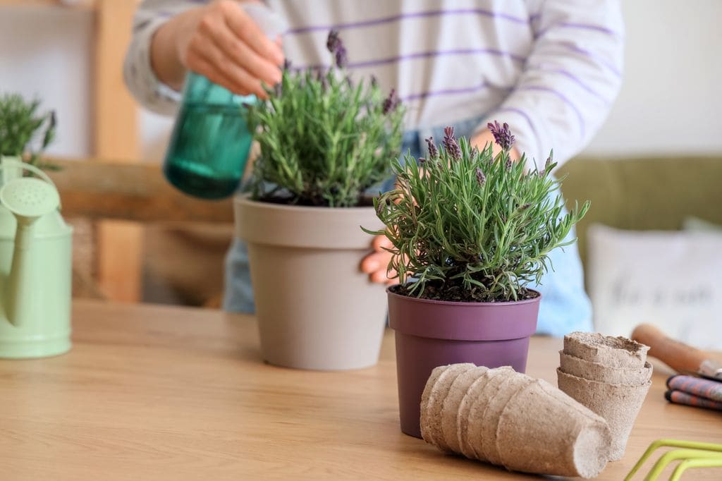 Mujer cuidando una lavanda en maceta.