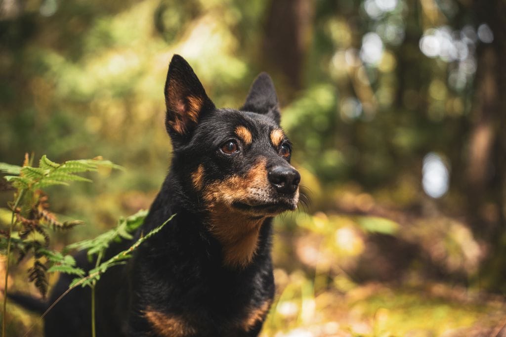 El lancashire heeler, una raza británica de pequeño tamaño y gran inteligencia, encabeza el ranking de longevidad canina