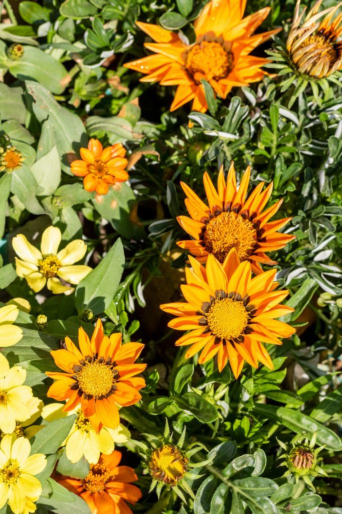 Gazania. 