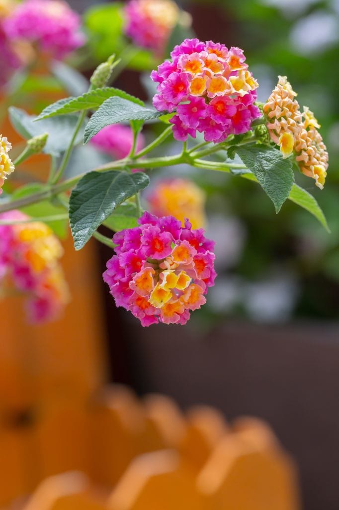 Lantana planta de exterior.