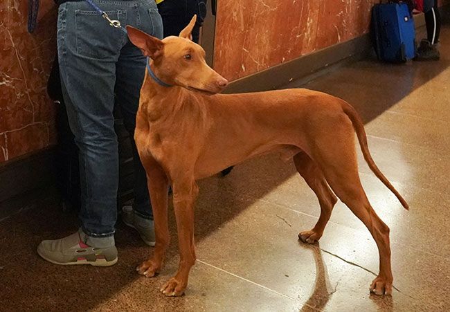 Podenco del Faraón