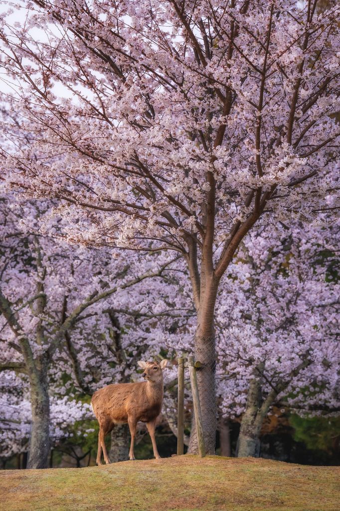 Caminar bajo los sakura al amanecer, cuando la ciudad aún duerme, es una de esas imágenes que se convierten en recuerdo eterno