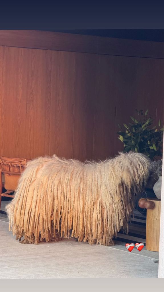 Karla Laveaga dedicó un mensaje para su perrito 