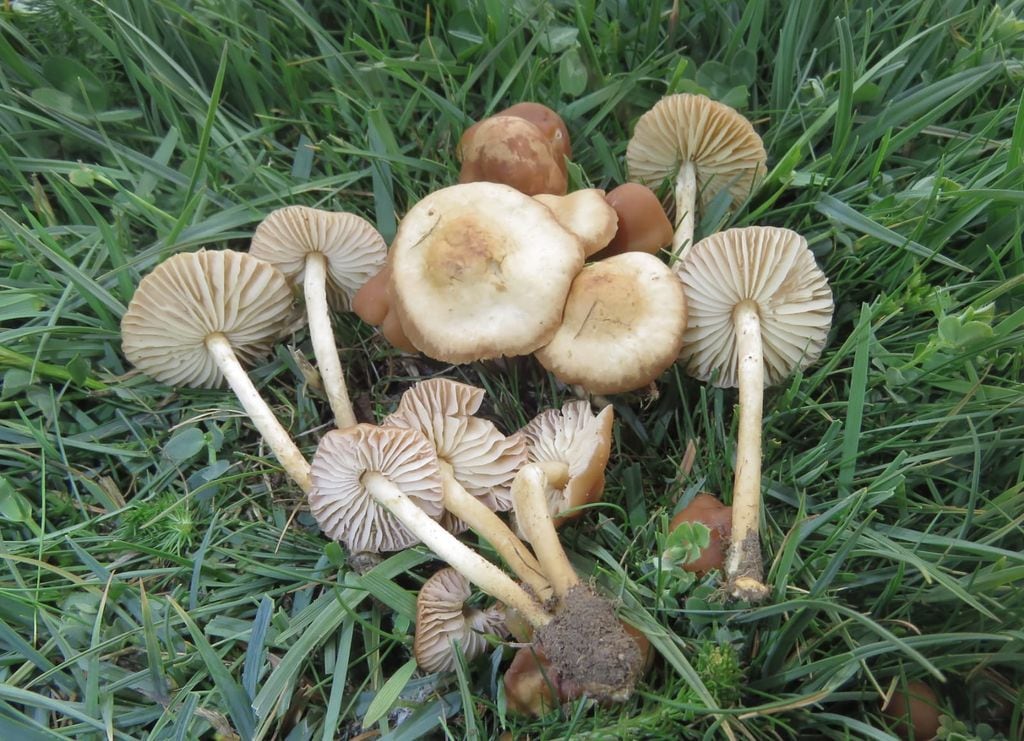 Las senderuelas (Marasmius oreades), conocidas como “setas de los prados”, son muy apreciadas en la cocina por su aroma y sabor intenso