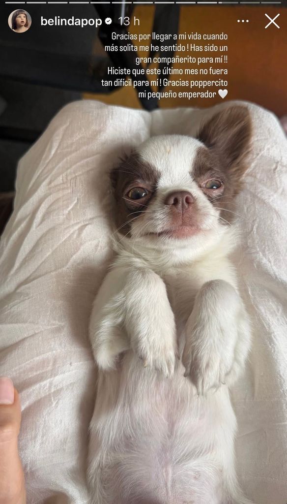 Su perrito fue de gran apoyo emocional durante estos meses de intenso trabajo.