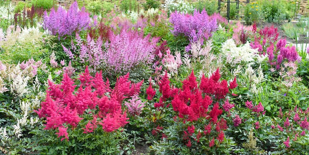 Jardín con astilbes de diferentes colores.
