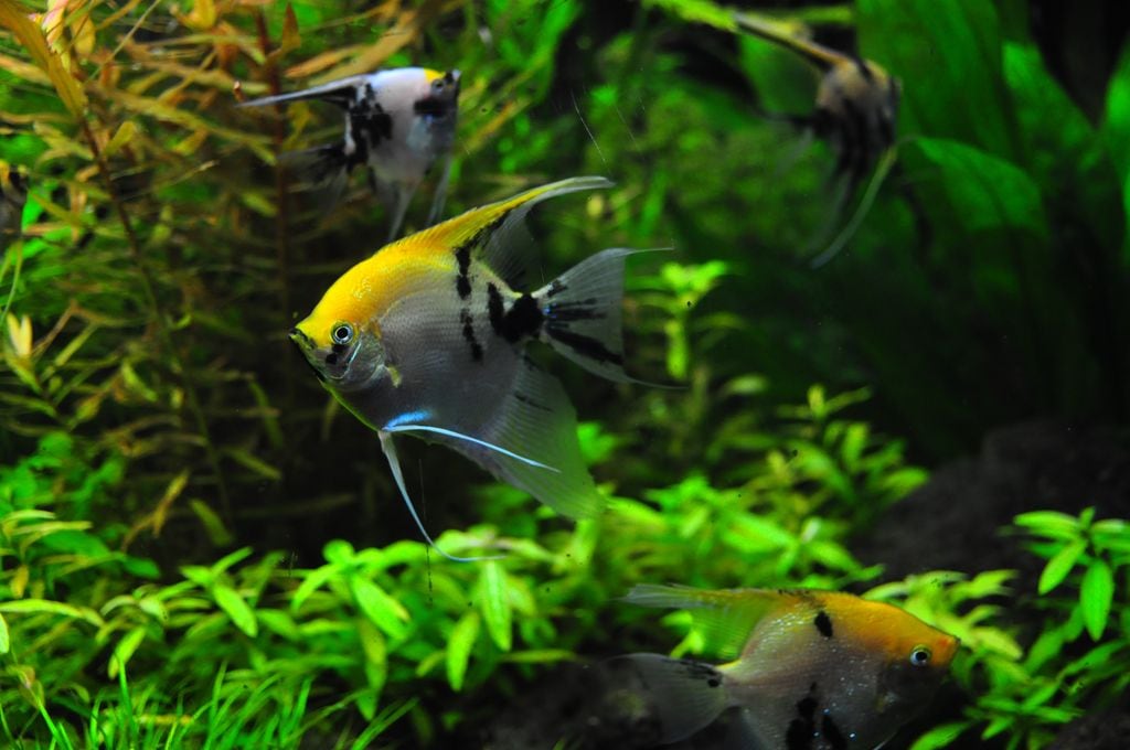 Acuario doméstico con peces