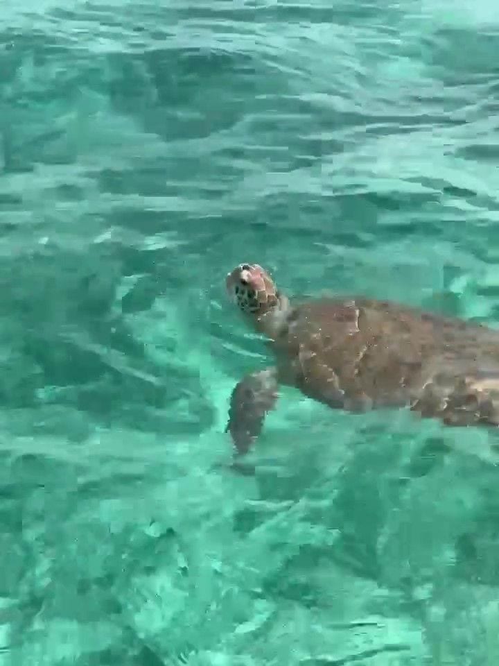 Antonela compartió una bonita toma de una tortuga en el mar.