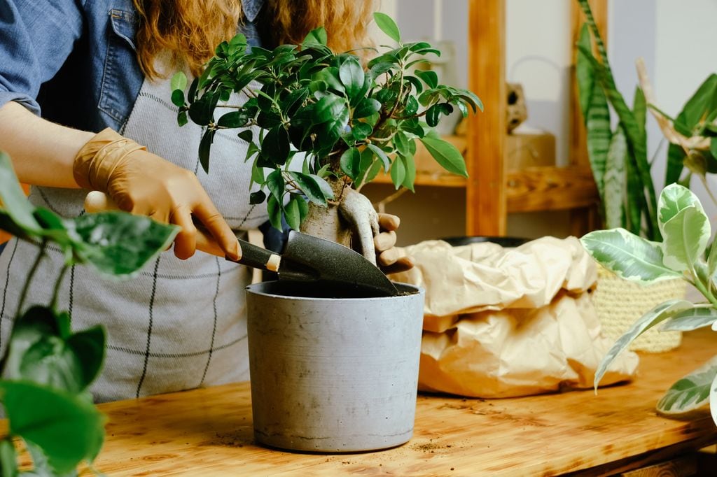 Mujer cuidando un ficus. 