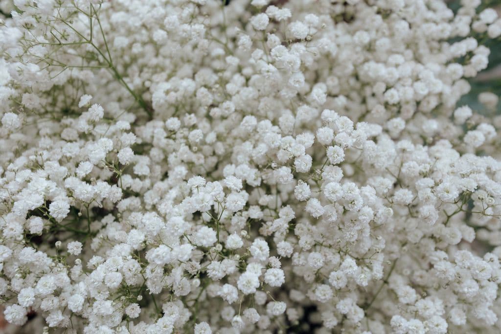 La preciosa floración veraniega de la paniculata