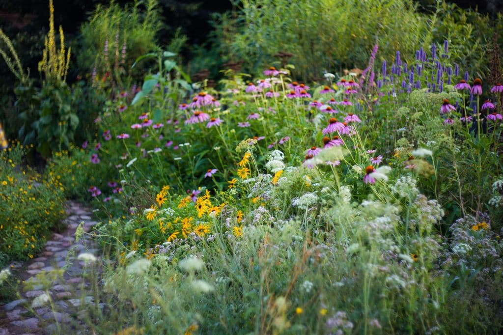 Plantas silvestres