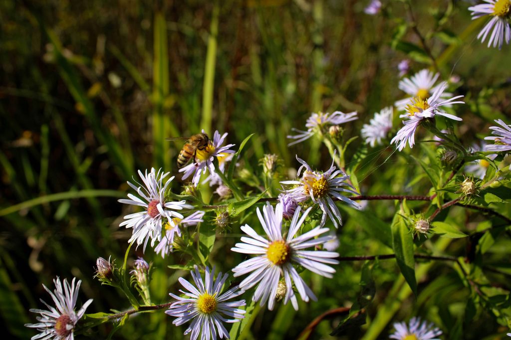 El áster de Nueva York (‘Symphyotrichum novi-belgii’) es una planta de floración tardía muy atractiva para insectos polinizadores