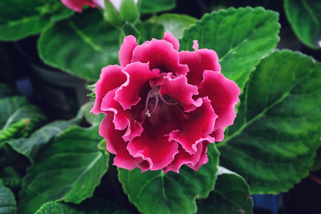 Gloxinia o Sinningia speciosa.