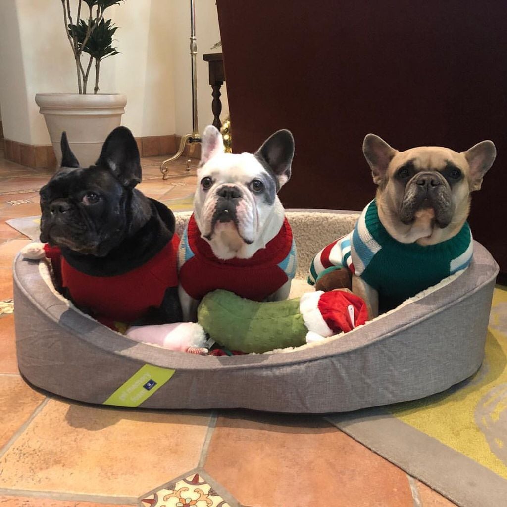 perros de lady gaga