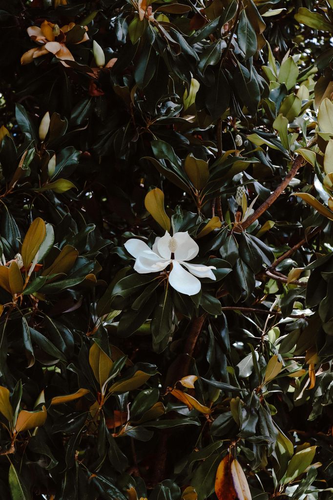 Magnolia grandiflora