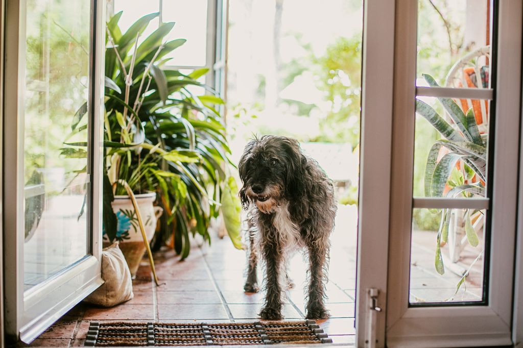 La nueva Ley de Bienestar Animal refuerza la protección de perros y gatos y limita el tiempo que pueden pasar solos o en terrazas
