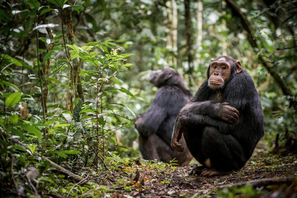 Jane Goodall dedicó su vida al estudio de los chimpancés y en 1960 descubrió que estos podían fabricar y usar utensilios.