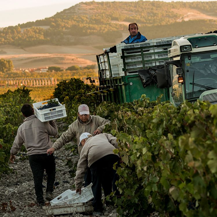 Trabajadores en la viña vendimiando