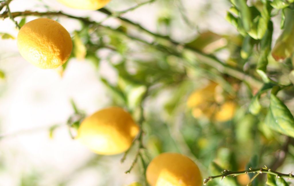 Limones de Murcia