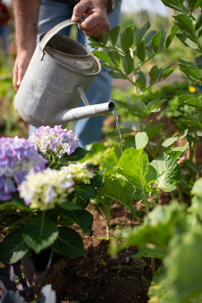 Labores jardineras: el riego de las plantas