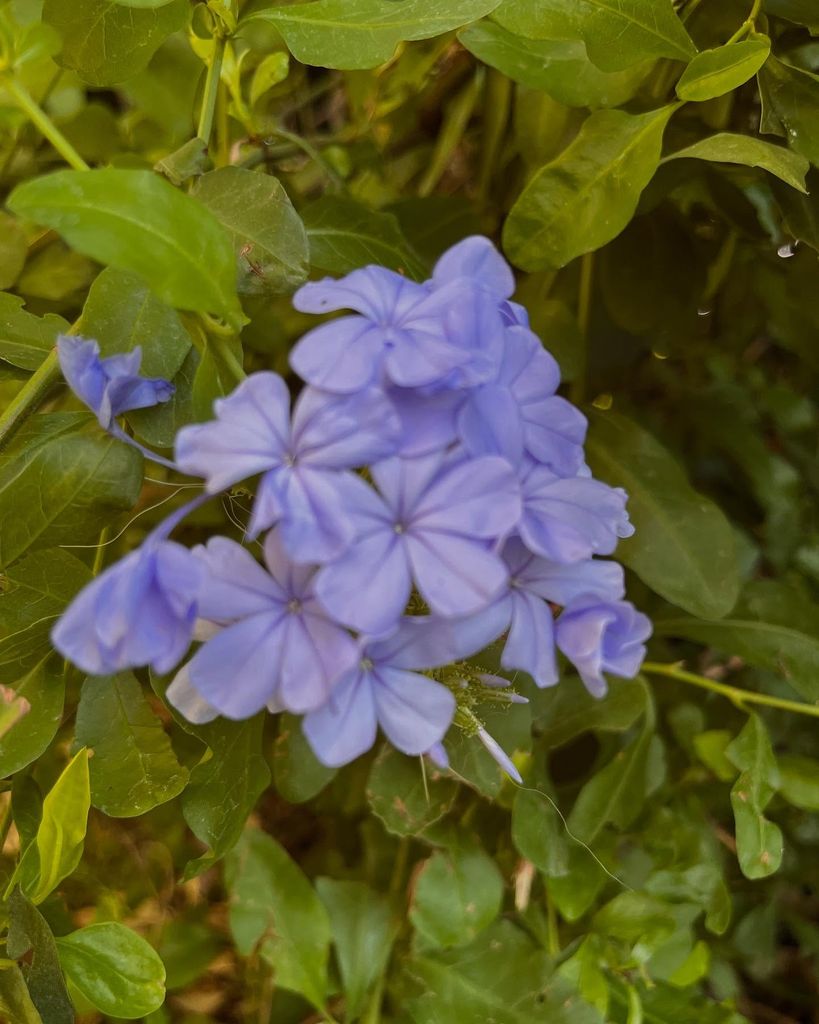 En la imagen, el jazmín azul, una planta trepadora muy habitual en los jardines mediterráneos, célebre por florecer con fuerza durante los meses de verano y que para Eugenia tiene un significado muy especial