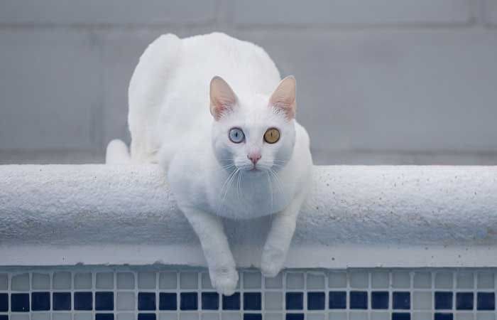 Gato ojos David Bowie 