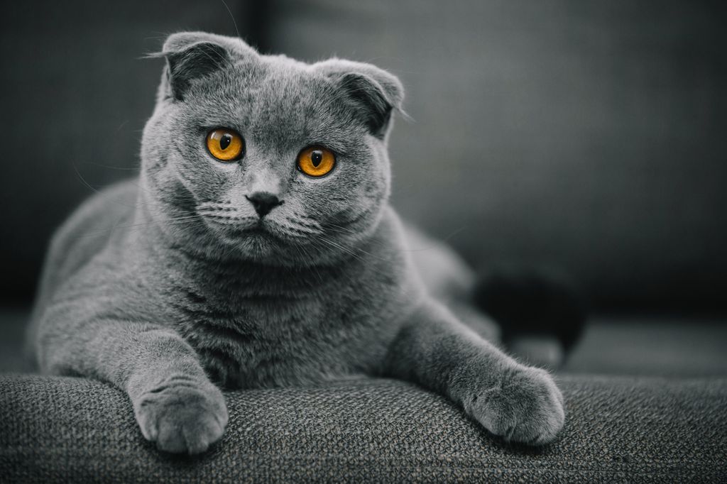 El Scottish Fold Shorthair destaca por sus orejas plegadas y su carácter tranquilo y cariñoso