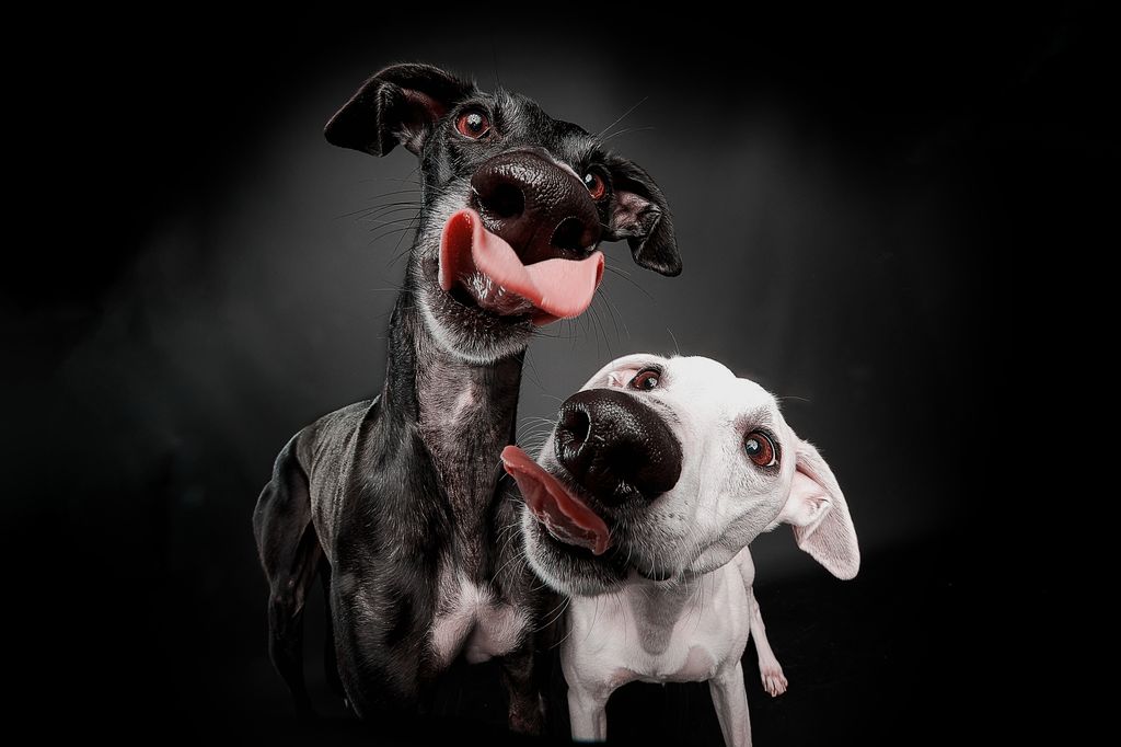 Perros lamiendo 