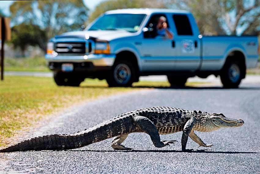 Aligator en el Parque Nacional de Everglades, Estados Unidos